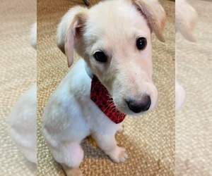Golden Shepherd Puppy for Sale in MONCLOVA, Ohio USA