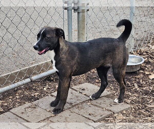 Medium Photo #7 - Mix Puppy For Sale in Bloomingdale, NJ, USA