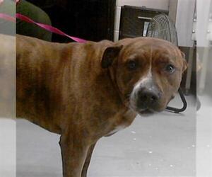 Boxer-Unknown Mix Dogs for adoption in Fayetteville, NC, USA