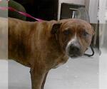 Small Boxer Mix