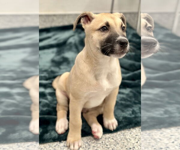 Medium Photo #2 American Pit Bull Terrier-Unknown Mix Puppy For Sale in Manahawkin, NJ, USA