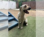 Small #4 Labrador Retriever Mix