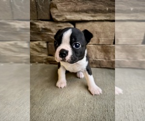 Boston Terrier Puppy for sale in WASHBURN, MO, USA