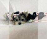 Small #1 Morkie