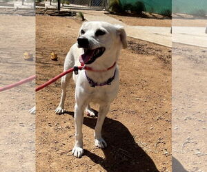 Gandalf - - Male Cheagle Dog for Adoption - Photo #12