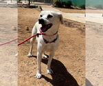 Small #11 Beagle-Chihuahua Mix