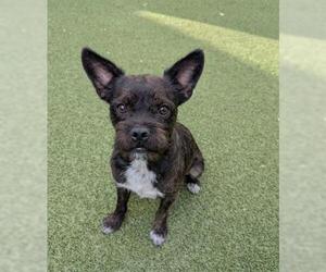 French Bulldog-Unknown Mix Dogs for adoption in San Martin, CA, USA