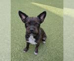 Small French Bulldog Mix