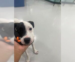 Labrador Retriever-Unknown Mix Dogs for adoption in Temple, TX, USA