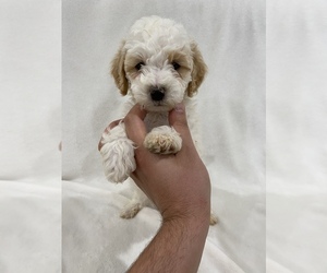 Maltipoo Puppy for sale in MONTCLAIR, CA, USA