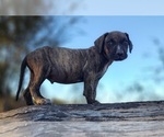 Small #13 Catahoula Leopard Dog