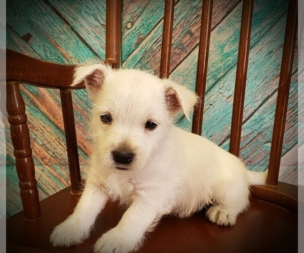 Medium Photo #4 West Highland White Terrier Puppy For Sale in RENO, NV, USA
