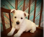 Small Photo #4 West Highland White Terrier Puppy For Sale in RENO, NV, USA