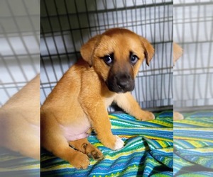 Labrador Retriever-Unknown Mix Dogs for adoption in Royal Palm Beach, FL, USA