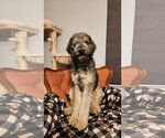 Small #2 Poodle (Standard) Mix
