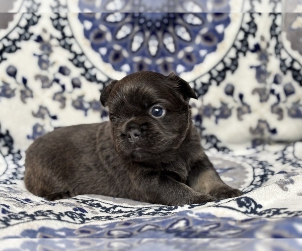 Medium Photo #4 French Bulldog Puppy For Sale in NEWTON, NJ, USA