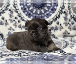 Small #3 French Bulldog