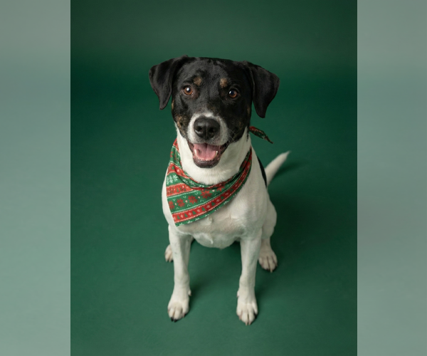 Medium Photo #2 German Shorthaired Pointer-Unknown Mix Puppy For Sale in Chandler, AZ, USA