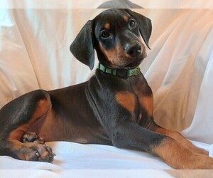 Doberman Pinscher Puppy for Sale in TRAVELERS REST, South Carolina USA