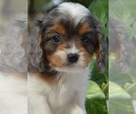 Small Photo #13 Cavapoo Puppy For Sale in PARADISE, PA, USA