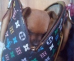 Small Photo #12 Chihuahua Puppy For Sale in NANAKULI, HI, USA