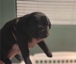 Small Photo #5 Cane Corso Puppy For Sale in MODESTO, CA, USA