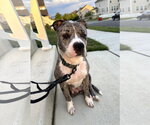Small #1 Mutt