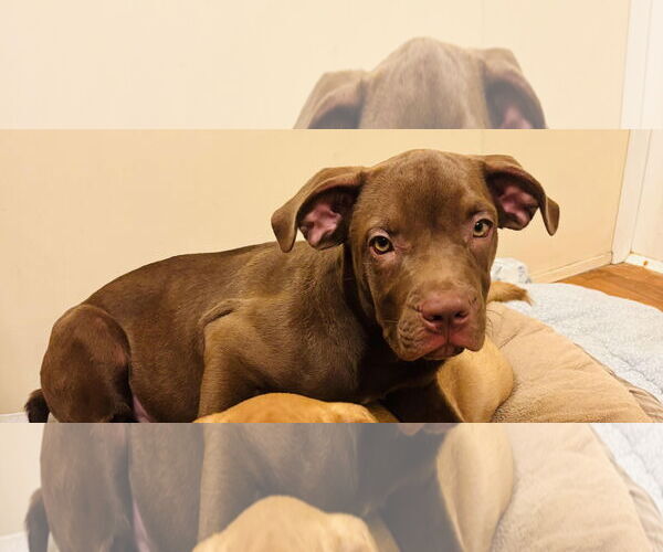 Medium Photo #8 American Staffordshire Terrier-Labrador Retriever Mix Puppy For Sale in Princeton, MN, USA
