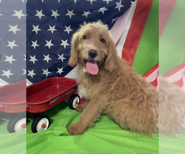Medium Photo #34 English Cream Golden Retriever-Poodle (Standard) Mix Puppy For Sale in DEARBORN, MO, USA