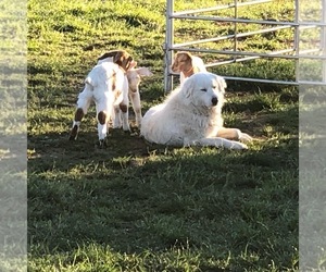 Father of the Great Pyrenees puppies born on 05/07/2019