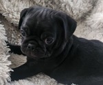 Small #1 Pug