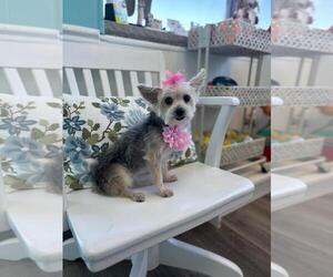 Maltese-Unknown Mix Dogs for adoption in Morganville, NJ, USA