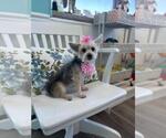 Small Maltese Mix