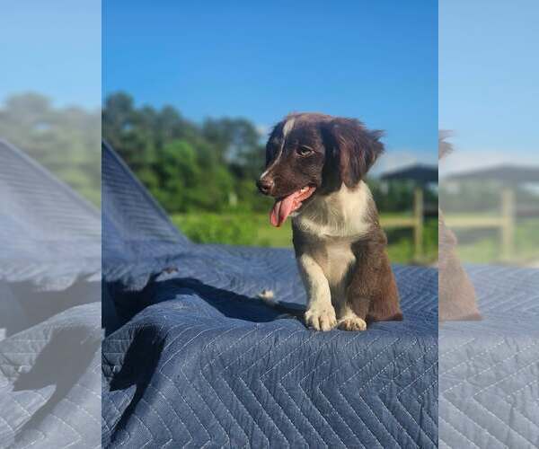 Medium Photo #8 Australian Shepherd-Chihuahua Mix Puppy For Sale in Wakefield, RI, USA