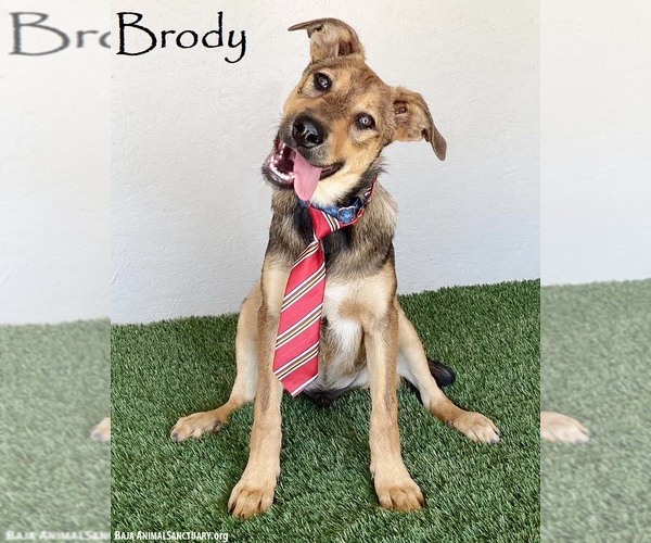 Medium Photo #1 Shepradors Puppy For Sale in San Diego, CA, USA