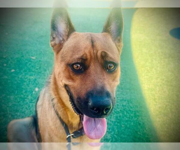 Medium Photo #1 German Shepherd Dog Puppy For Sale in Orlando, FL, USA