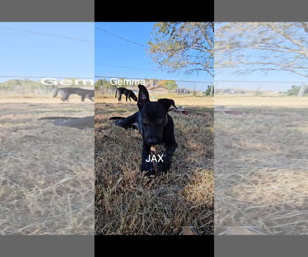 Medium Photo #1 Dutch Shepherd -German Shepherd Dog Mix Puppy For Sale in Orange Grove, TX, USA