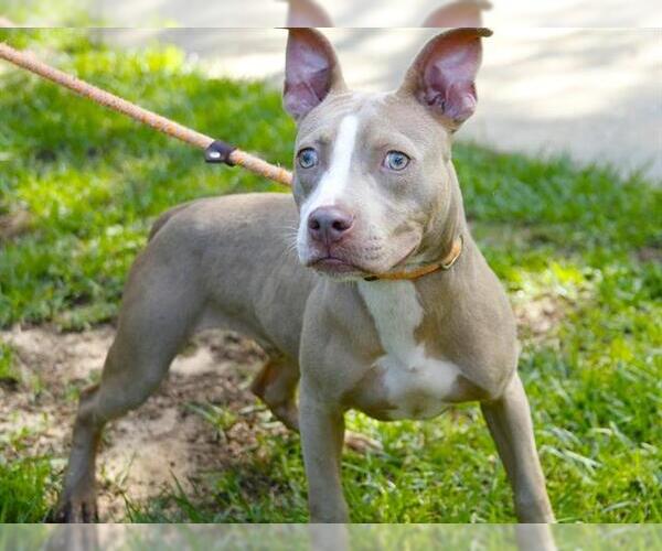Medium Photo #2 American Staffordshire Terrier Puppy For Sale in Tallahassee, FL, USA