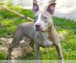 Small #1 American Staffordshire Terrier