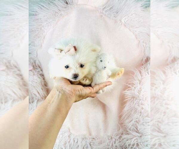 Medium Photo #9 Maltese Puppy For Sale in MIAMI BEACH, FL, USA