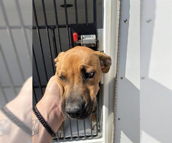 Medium Photo #1 American Pit Bull Terrier-Unknown Mix Puppy For Sale in Houston, TX, USA