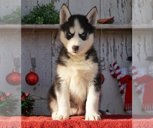 Siberian Husky Puppy for sale in FREDERICKSBG, OH, USA