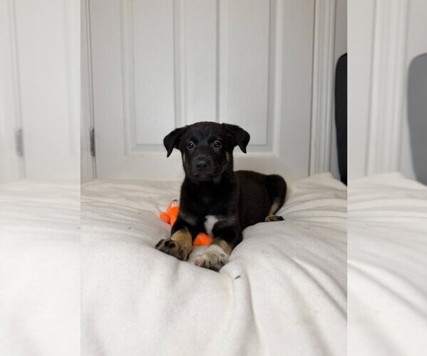 Medium Photo #3 German Shepherd Dog Puppy For Sale in Minneapolis, MN, USA