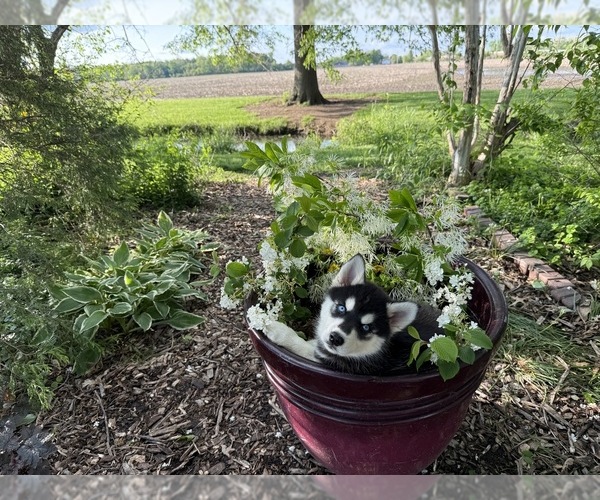 Medium Photo #3 Siberian Husky Puppy For Sale in ALTON, IL, USA