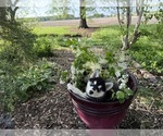 Small Photo #23 Siberian Husky Puppy For Sale in ALTON, IL, USA
