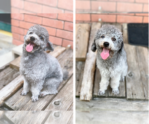 Poodle (Toy) Puppy for sale in HOUSTON, TX, USA