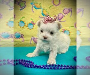 Maltese Puppy for sale in WINNSBORO, LA, USA