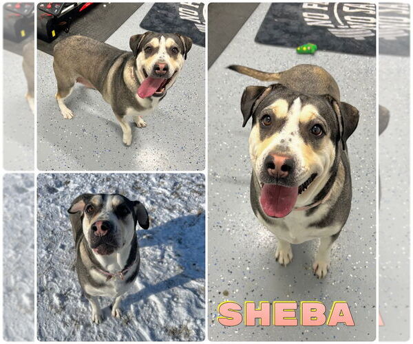 Medium Photo #1 American Staffordshire Terrier-Labrador Retriever Mix Puppy For Sale in Pierceton , IN, USA