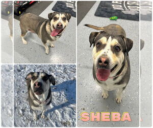 American Staffordshire Terrier-Labrador Retriever Mix Dogs for adoption in Pierceton , IN, USA