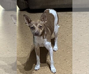 Italian Greyhuahua Dogs for adoption in Apple Valley, CA, USA